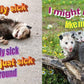 No Thoughts Just Possums Meme Photo Book by Sylvie