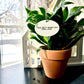 They Don't Water Me Like Ever Flower Pot Plant Stake 