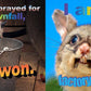 No Thoughts Just Possums Meme Photo Book by Sylvie